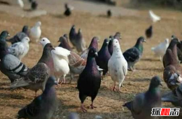 世界上十大最奇怪的法律：饲养鸽子拘留并罚款