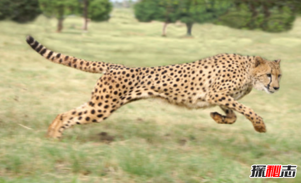 世界上最灵活的10种动物 猎豹仅排第五,第一极难猜到