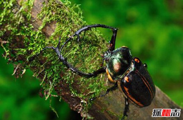 世界最值钱甲虫：阳彩臂金龟一只几十万（曾经灭绝）