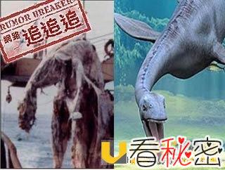 探秘1977日本捕获海怪之谜 史前生物几率多大