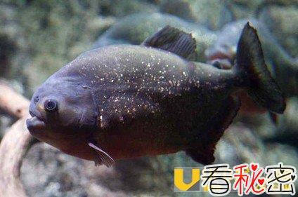 各地＂食人鱼＂谣传事件是真是假