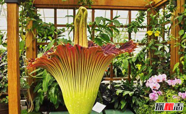 世界上最高的花：巨魔芋高达10英尺多(尸体腐烂味)