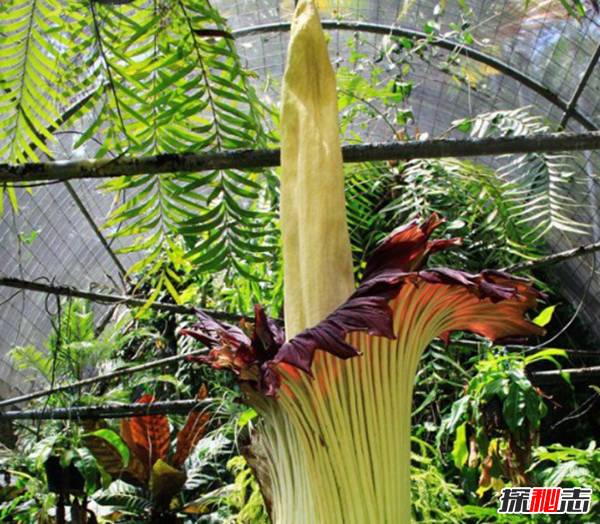 世界上最高的花：巨魔芋高达10英尺多(尸体腐烂味)