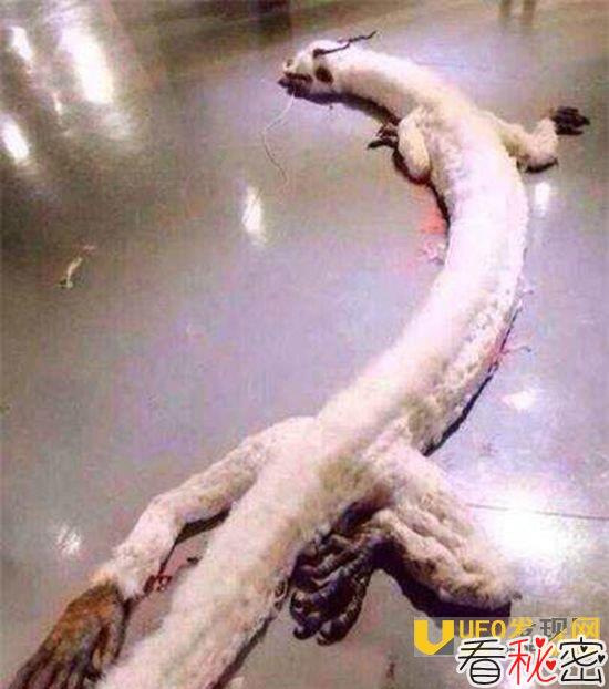 06年真龙吃人的照片曝光 细解营口坠龙事件始末