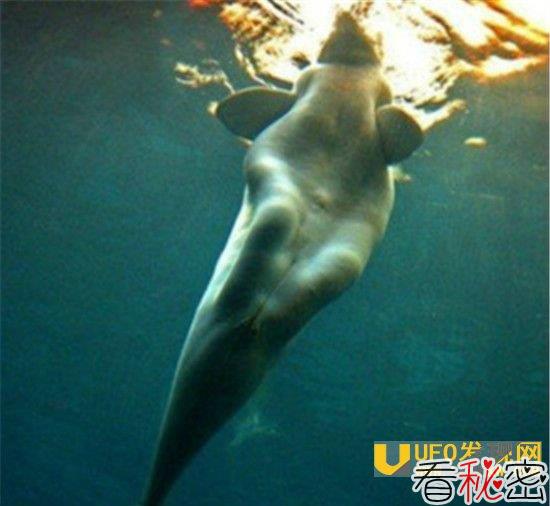 世界上有美人鱼吗？美人鱼真容长满鳞片让人过目不忘！