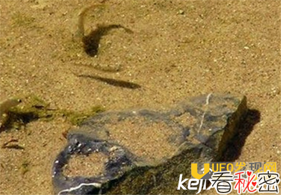 世界最神奇的鱼：沙漠鱼 沙漠里的不死传说