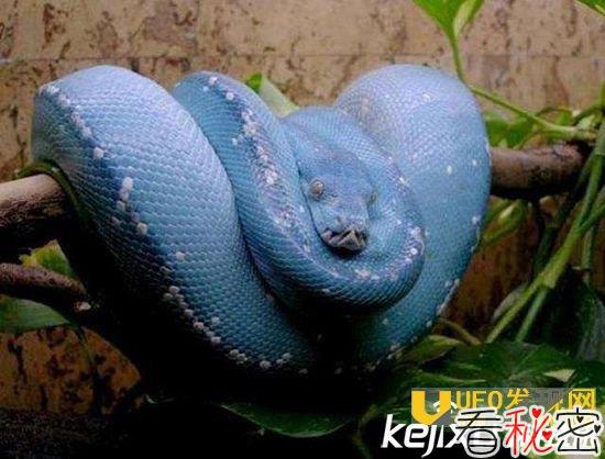 蓝蛇是什么？世界上最大的动物竟是它惊掉下巴！