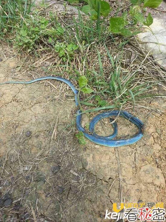 蓝蛇是什么？世界上最大的动物竟是它惊掉下巴！