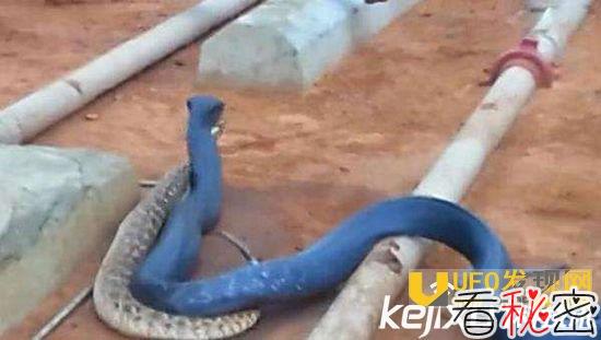 蓝蛇有毒吗？世界上最大的蛇是什么？