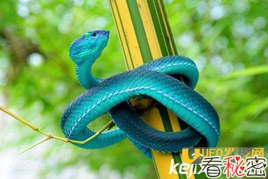 蓝蛇有毒吗？世界上最大的蛇是什么？