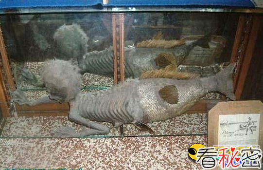 中国神秘鲛人化石曝光 真有美人鱼？