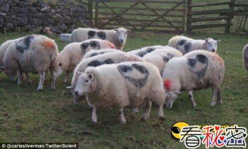 神秘的麦田怪圈出现在数百只羊身上