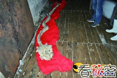 青岛渔民出海捞出四米长龙骨：质疑是水怪(图)
