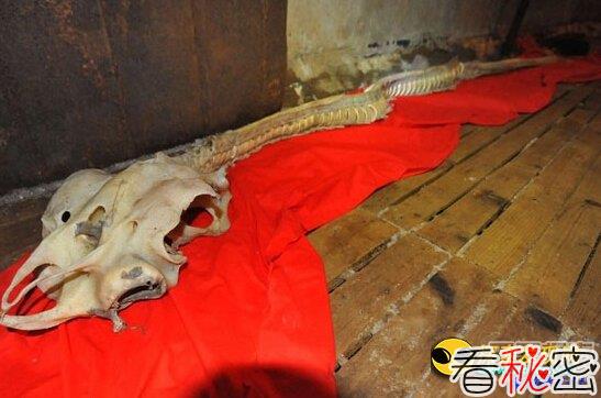 青岛渔民捞获不明海兽骸骨疑是海龙鱼