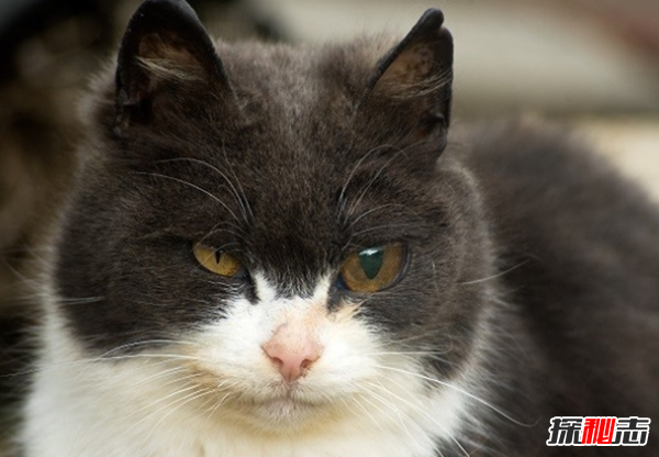 世界上最奇怪的12张图片,一只有着人造眼睛的猫(惊呆了)