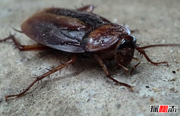 世界十大最搞笑的世界记录,英国退休员一分钟吃36只蟑螂