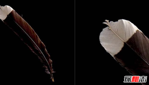 世界上最贵的十大物品,惠亚鸟一羽毛值近1万美元(贫穷限制想象)