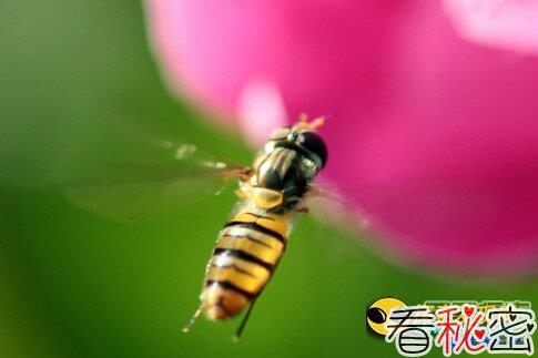 揭示十大科学之谜第一位蜜蜂飞行之谜