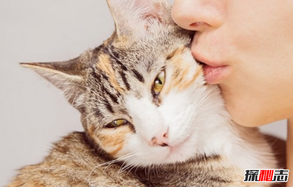 猫咪表达爱的方式有哪些?猫咪喜欢主人的10种表现