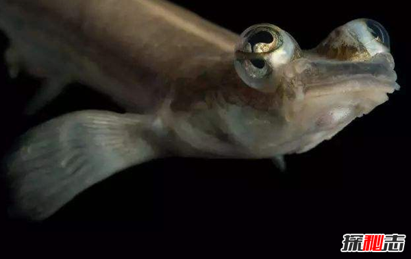 四眼鱼有多少只眼睛?四眼鱼真实图片曝光