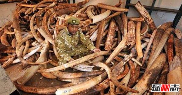 偷猎的十大危害 每15分钟非法猎杀一头大象(20年灭绝)