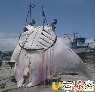 它是潜伏在海洋的猛兽 体重1吨而且有毒