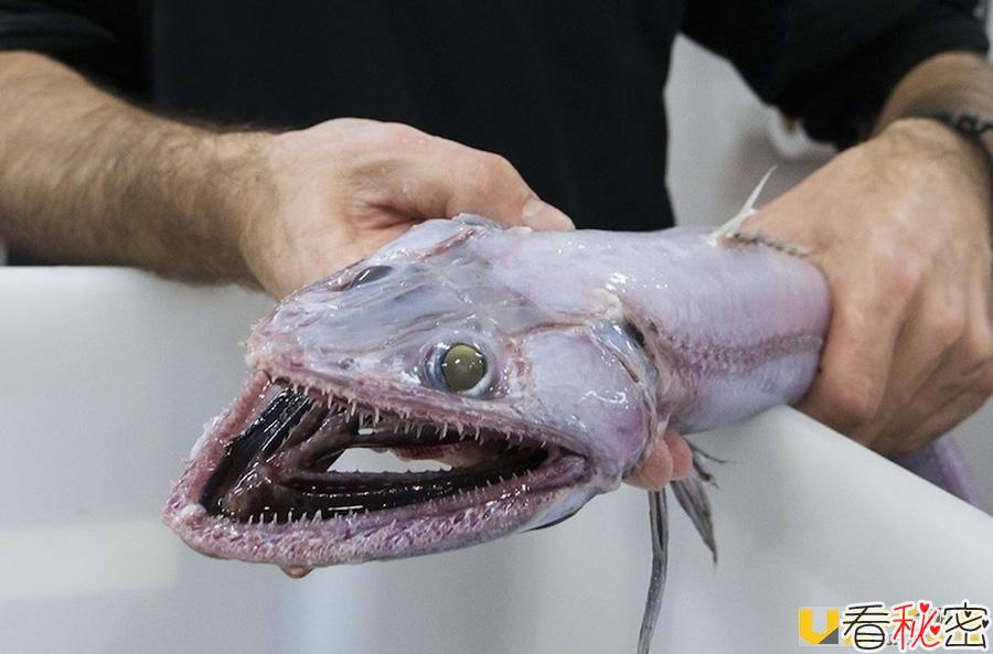 海洋深处发现食肉鱼 长着恐怖的牙齿