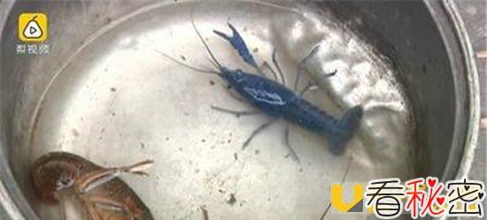 江苏现蓝色小龙虾 通体蓝色像外星物种