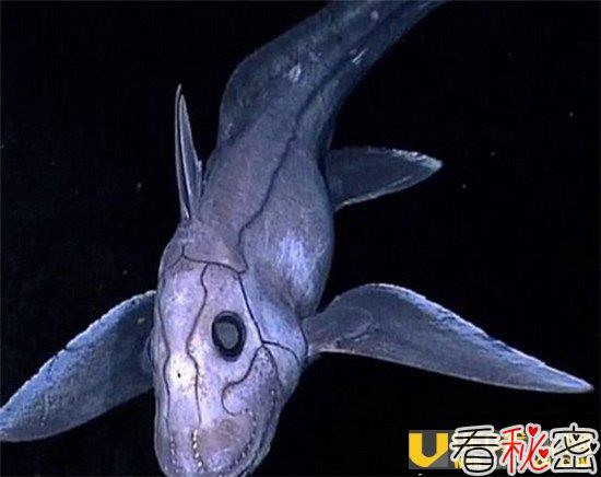 鬼鲨堪称深海奇葩 鬼鲨竟能用储存体内射出精子数年？