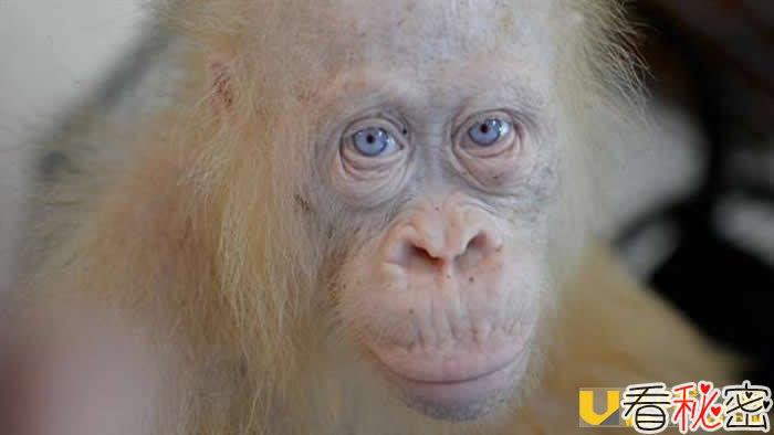 超罕见白子红毛猩猩于印尼村庄获救
