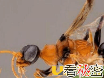 世界十大奇特的动物 摄魂蜂将猎物秒变僵尸