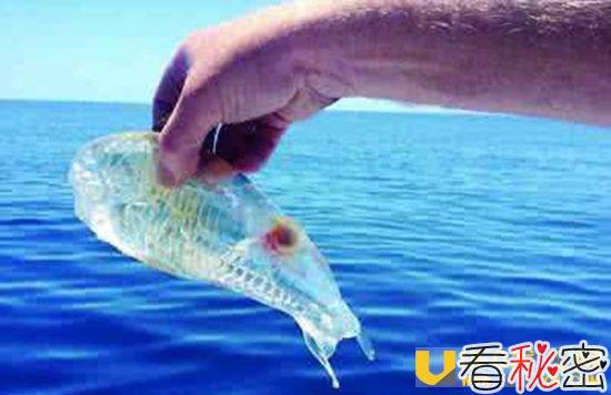 完全透明的鱼是什么？ 放在水里只能看到头！