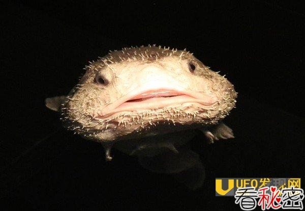 全世界最丑生物　活体现身日本水族馆
