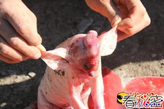 猪妈妈产下“象宝宝” 只存活十几分钟