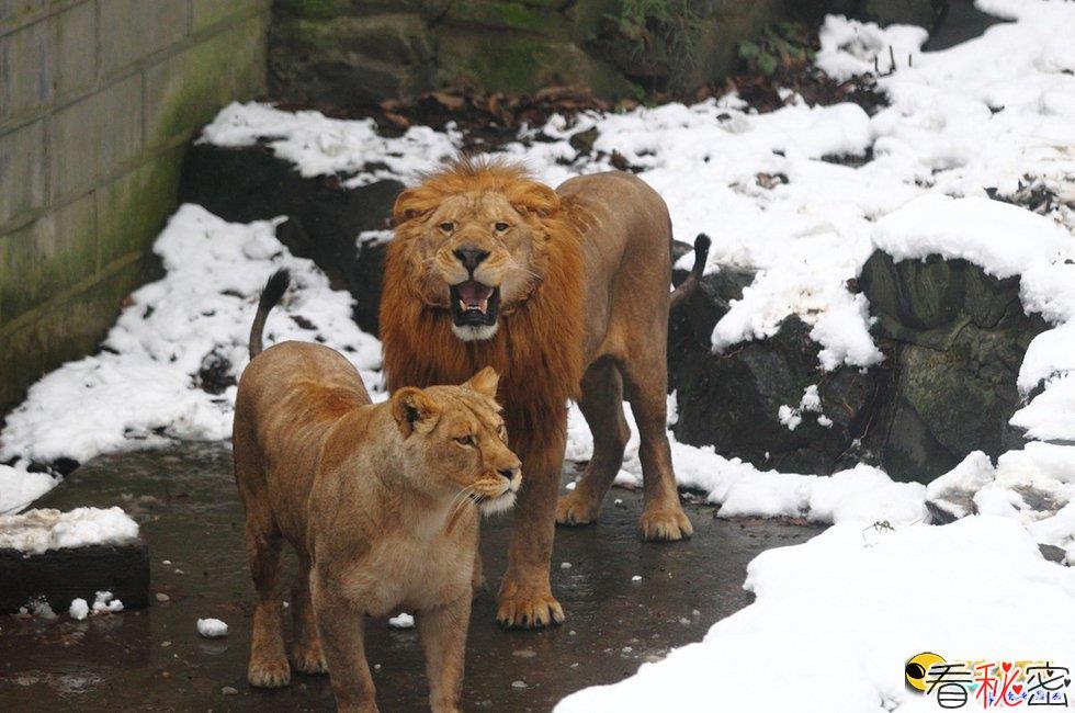 杭州动物园游客用雪球砸狮 网友：没被关着你们敢砸？