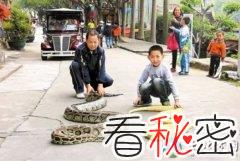 霸气：遛蛇哥带两条大蟒蛇上街晒太阳