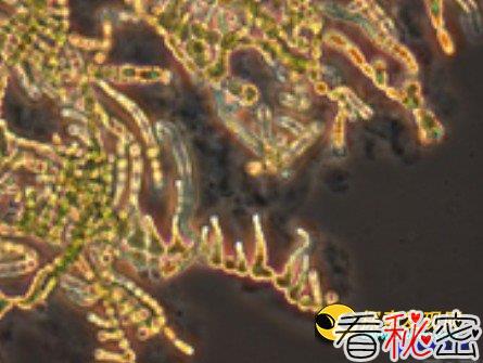 科学家发现生物多细胞性是进化的关键因素