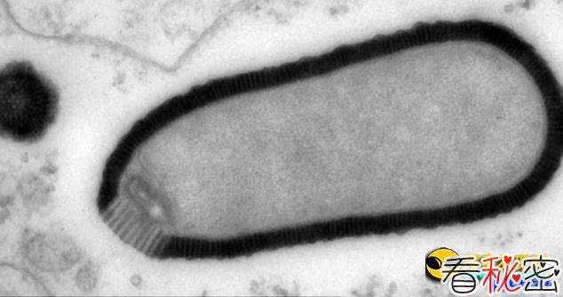 3万年前的病毒复活 对哺乳动物无害