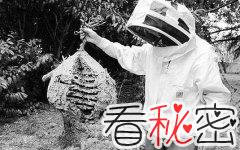 中国马蜂入侵法国，走在国人前面！