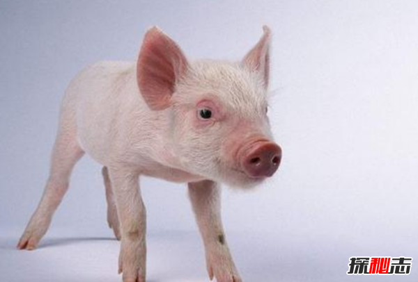 猪的智商相当于人几岁?猪的十大有趣之处